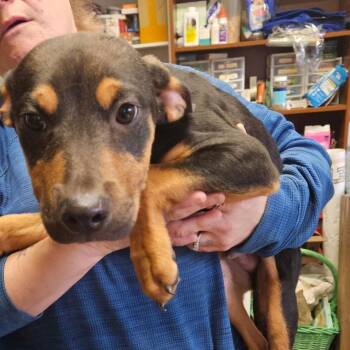 Mixed Breed Dogs Available for Adoption - Hunley | PetCurious