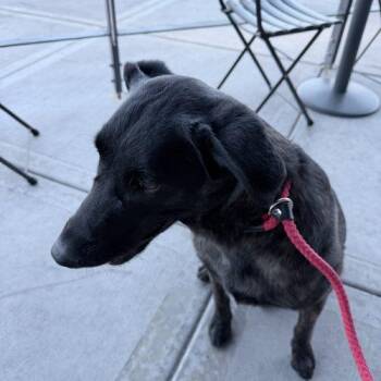 Dutch Shepherd Dogs Available for Adoption in Glendale, Arizona - Molly | PetCurious