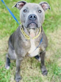 Rescue Pit Bull Terrier Dogs for Adoption in Conyers, Georgia - AC#3331 "Marty" | PetCurious