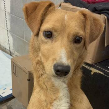Mixed Breed Dogs Available for Adoption in Corbin, Kentucky - McChicken | PetCurious
