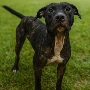 Rescue Labrador Retriever and Mixed Breed Dogs for Adoption in Hackett, Arkansas - Auggie | PetCurious