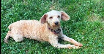 Shirley -  Poodle Dog for Adoption in Harrison City, Pennsylvania - Shirley | PetCurious