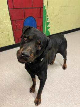 Rottweiler Dogs Available for Adoption in Indianapolis, Indiana - MOLE | PetCurious