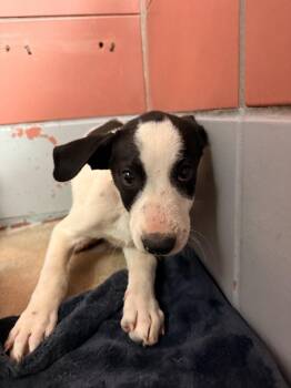 Staffordshire Bull Terrier and Mixed Breed Dogs Available for Adoption in Houston, Texas - A2077106 | PetCurious