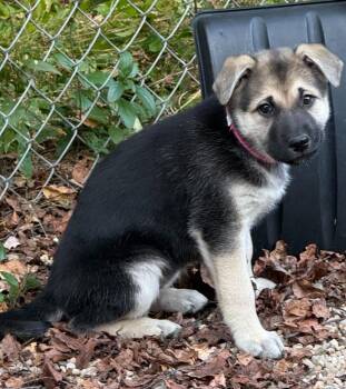 Chip (F) -  Labrador Retriever Dog for Adoption in Sun Prairie, Wisconsin - Chip (F) | PetCurious
