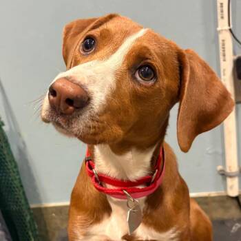 Mixed Breed Dogs Available for Adoption in Chattanooga, Tennessee - Miss Jellybean | PetCurious