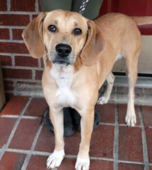 Rescue Hound and Mixed Breed Dogs for Adoption in Minneapolis, Minnesota - Raya | PetCurious