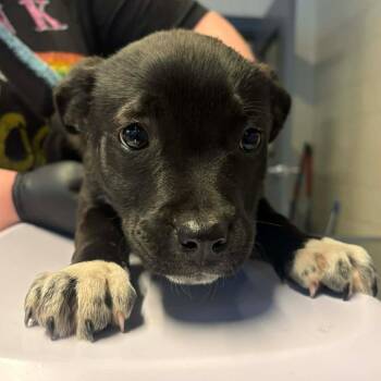 Mixed Breed Dogs Available for Adoption - Verona | PetCurious