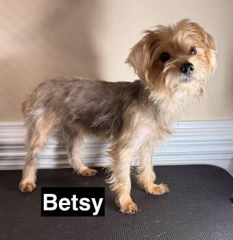 Betsy -  Yorkshire Terrier Dog for Adoption in Charlotte, North Carolina - Betsy | PetCurious