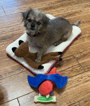 Rescue Shih Tzu Dogs for Adoption in Milton, Florida - Bodee | PetCurious