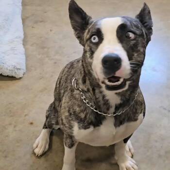 Rescue Husky Dogs for Adoption in Jasper, Indiana - Fern | PetCurious