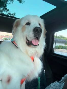Oberon -  Pyrenean Shepherd and Bernese Mountain Dog Dog for Adoption in Cincinnati, Ohio - Oberon | PetCurious