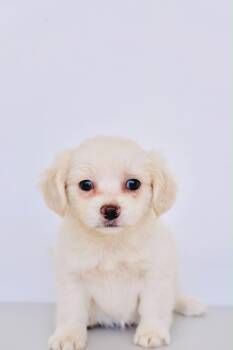 Midge -  Maltipoo and Shih Tzu Dog for Adoption in San Diego, California - Midge | PetCurious