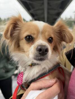 Chihuahua Dogs Available for Adoption - Sophia | PetCurious