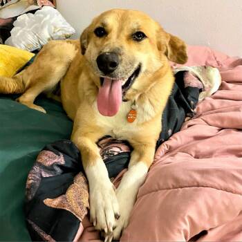 Rescue Golden Retriever and Collie Dogs for Adoption in Columbia, Missouri - Princess | PetCurious