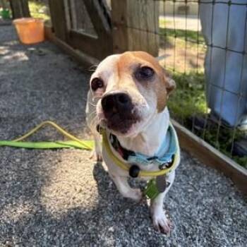 Brutus -  Chihuahua and Jack Russell Terrier Dog for Adoption in Phoenixville, Pennsylvania - Brutus | PetCurious