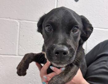 Zora -  Boxer and Black Labrador Retriever Dog for Adoption in Columbus, Indiana - Zora | PetCurious