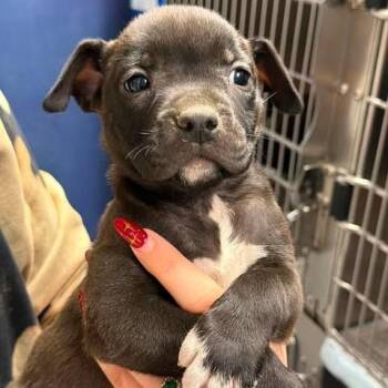 Raymolk (Minky) -  Mixed Breed Dog for Adoption in Edwardsville, Illinois - Raymolk (Minky) | PetCurious