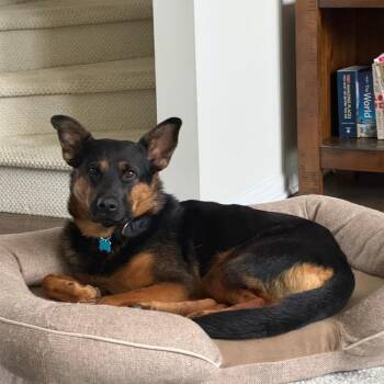 Lala -  German Shepherd Dog Dog for Adoption in La Grange, Kentucky - Lala | PetCurious