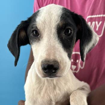 Otto - Local August 28-30 -  Rat Terrier Dog for Adoption in Brookshire, Texas - Otto - Local August 28-30 | PetCurious