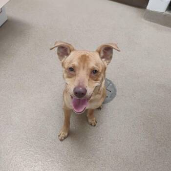 Rat Terrier Dogs Available for Adoption in Corpus Christi, Texas - Heath | PetCurious