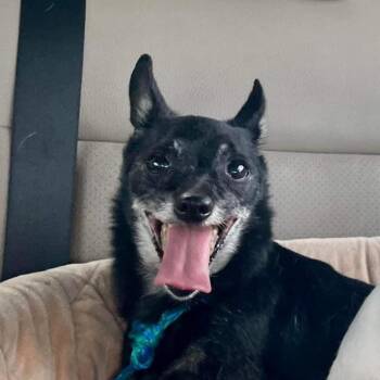 Bruiser TAF PDR -  Chihuahua and Rat Terrier Dog for Adoption in Las Vegas, Nevada - Bruiser TAF PDR | PetCurious