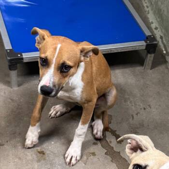 Victoria -  Hound and Mixed Breed Dog for Adoption in Eureka Springs, Arkansas - Victoria | PetCurious