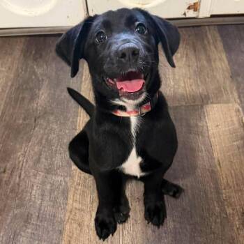 Maggie -  Black Labrador Retriever Dog for Adoption in Enterprise, Alabama - Maggie | PetCurious