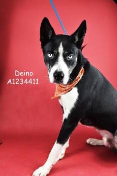 Rescue Siberian Husky Dogs for Adoption in Thousand Oaks, California - Deino -- LONGTIME RESIDENT! | PetCurious