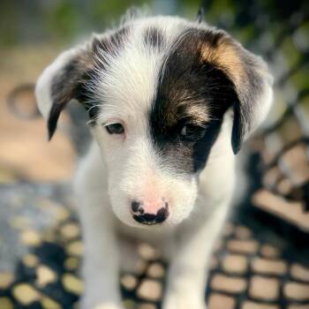 Schnauzer and Jack Russell Terrier Dogs Available for Adoption in San Diego, California - VICENZO | PetCurious