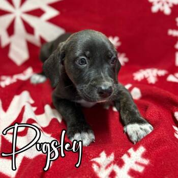 Rescue Mastiff and Great Dane Dogs for Adoption in Hillsboro, Ohio - Pugsley | PetCurious