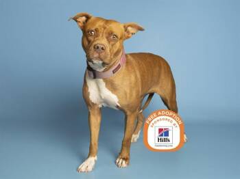DIAMOND -  Pit Bull Terrier Dog for Adoption in Phoenix, Arizona - DIAMOND | PetCurious