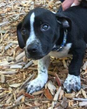 Pit Bull Terrier Dogs Available for Adoption - Jameson (aka Babe Oryx) | PetCurious