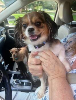 Jazzie -  Cavalier King Charles Spaniel and Chihuahua Dog for Adoption in Baton Rouge, Louisiana - Jazzie | PetCurious