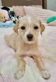 Poodle and Chihuahua Dogs Available for Adoption - Daphne | PetCurious