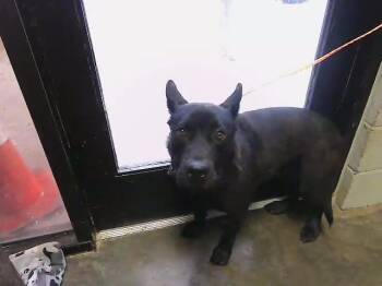 Siberian Husky and Mixed Breed Dogs Available for Adoption in Tulsa, Oklahoma - BEEF CAKE | PetCurious