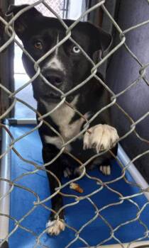 TUGBOAT -  Staffordshire Bull Terrier and Black Labrador Retriever Dog for Adoption in Chandler, Arizona - TUGBOAT | PetCurious