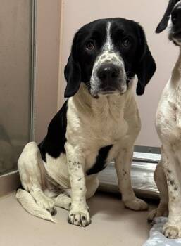 Rescue Pointer and Mixed Breed Dogs for Adoption in Sherwood, Arkansas - Gus | PetCurious