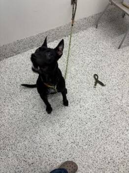 Diesel -  Shepherd and Mixed Breed Dog for Adoption in Atlanta, Georgia - Diesel | PetCurious