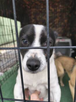 Rescue Jack Russell Terrier and Mixed Breed Dogs for Adoption in Moses Lake, Washington - Russ | PetCurious