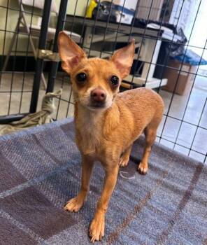 Chihuahua Dogs Available for Adoption - Boo | PetCurious