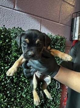 Mixed Breed Dogs Available for Adoption - 60685102 | PetCurious