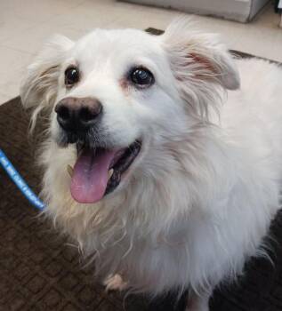 Rescue American Eskimo Dog Dogs for Adoption in St. Louis, Missouri - Archie - St. Louis, MO | PetCurious
