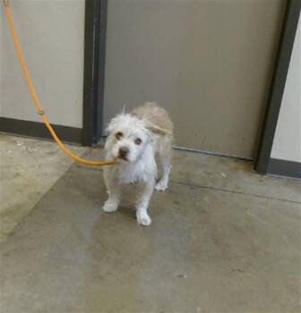 MURRAY -  Border Terrier and Mixed Breed Dog for Adoption in Ontario, California - MURRAY | PetCurious