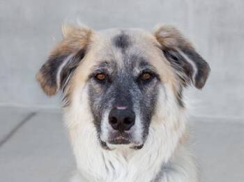 Great Pyrenees and Anatolian Shepherd Dogs Available for Adoption in Longmont, Colorado - Karsa | PetCurious