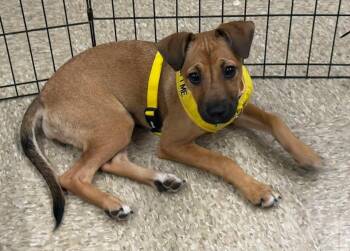 Rescue Black Mouth Cur and Australian Cattle Dog Blue Heeler Dogs for Adoption in Calera, Alabama - Dora | PetCurious