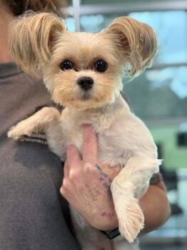 Dior -  Mixed Breed Dog for Adoption in Memphis, Tennessee - Dior | PetCurious