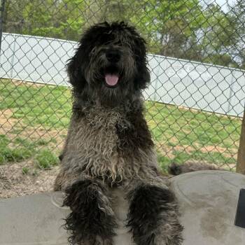 Poodle Dogs Available for Adoption - Taro | PetCurious