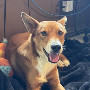 Ringo -  Border Collie Dog for Adoption in Volcano, Hawaii - Ringo | PetCurious