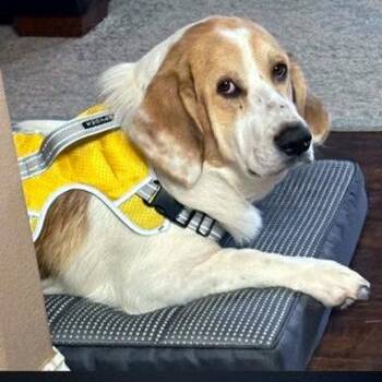 GUS -  Basset Hound and Great Pyrenees Dog for Adoption in Hamilton, New Jersey - GUS | PetCurious